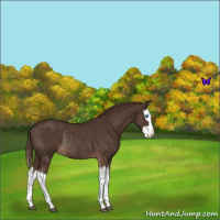 Horse Color:Liver Chestnut Splash Rabicano 