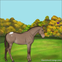 Horse Color:Liver Red Dun Roan Varnish 