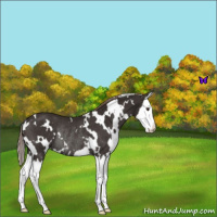 Horse Color:White Spotted Liver Chestnut Splash Rabicano 