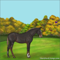 Horse Color:Liver Chestnut Sabino 