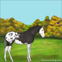 Horse Color:Liver Chestnut Splash Appaloosa 
