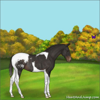 Horse Color:Liver Chestnut Tobiano Varnish Rabicano 