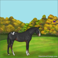 Horse Color:Liver Chestnut Sabino Appaloosa 