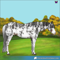 Horse Color:Liver Chestnut Sabino Appaloosa 