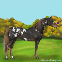 Horse Color:White Spotted Liver Chestnut Varnish 