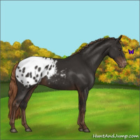 Horse Color:Liver Chestnut Appaloosa 
