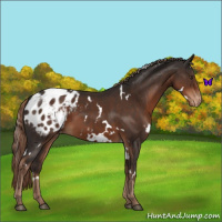 Horse Color:White Spotted Liver Chestnut Blanket