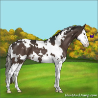 Horse Color:White Spotted Liver Chestnut Splash 
