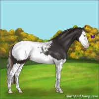 Horse Color:Liver Chestnut Splash Snowcap 