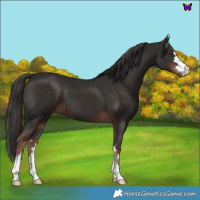 Horse Color:Liver Chestnut 