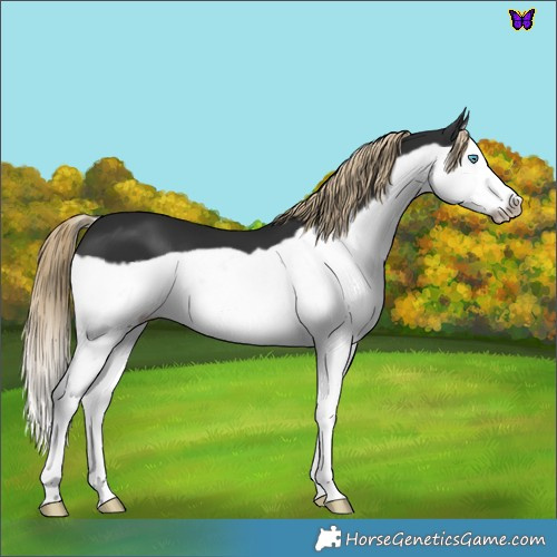 Horse Color:Liver Chestnut Splash Frame 