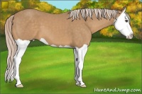Horse Color:Palomino Splash