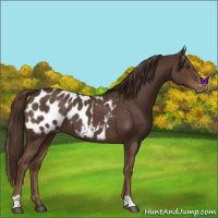Horse Color:Liver Chestnut Appaloosa 