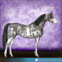 Horse Color:Grullo Sabino Rabicano 