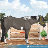 Horse Color:Smoky Grullo Sabino Tobiano Rabicano 