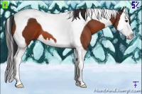 Horse Color:Bay Splash Tobiano