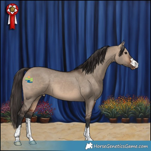 Horse Color:Bay Dun Appaloosa 