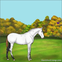 Horse Color:Liver Chestnut Appaloosa 