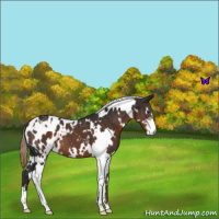 Horse Color:White Spotted Liver Chestnut Sabino Appaloosa 