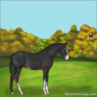 Horse Color:Liver Chestnut Sabino 