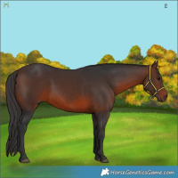 Horse Color:Brown 