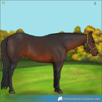 Horse Color:Brown 