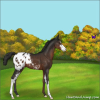 Horse Color:Liver Chestnut Sabino Blanket 