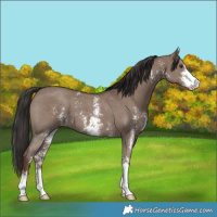 Horse Color:Liver Red Dun Sabino 