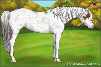 Horse Color:Liver Chestnut Sabino
