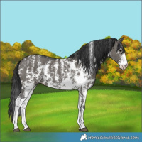 Horse Color:Grullo Sabino Rabicano 