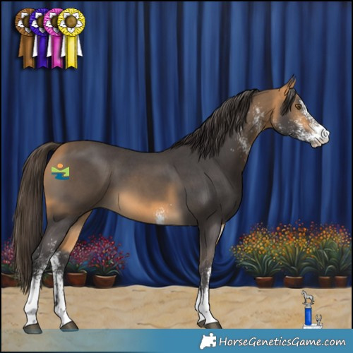 Horse Color:White Spotted Buckskin 