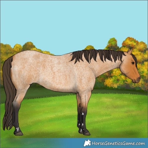 Horse Color:Buckskin Roan 