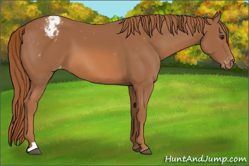 Horse Color:Chestnut Appaloosa 