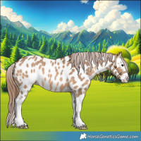 Horse Color:Bay Dun Splash Near Leopard 