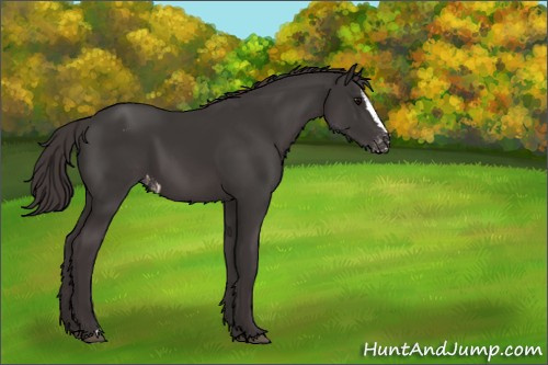 Horse Color:Smoky Black Sabino Appaloosa 