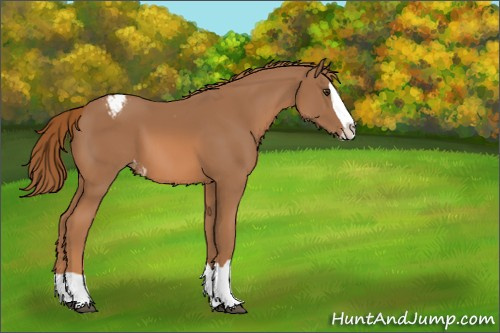 Horse Color:Chestnut Splash Appaloosa 
