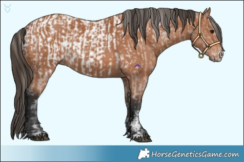 Horse Color:Bay Appaloosa  and Bay Sabino 