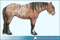 Horse Color:Bay Near Leopard  and Bay Sabino 