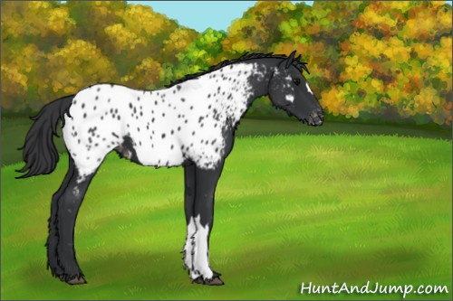 Horse Color:Black Appaloosa 