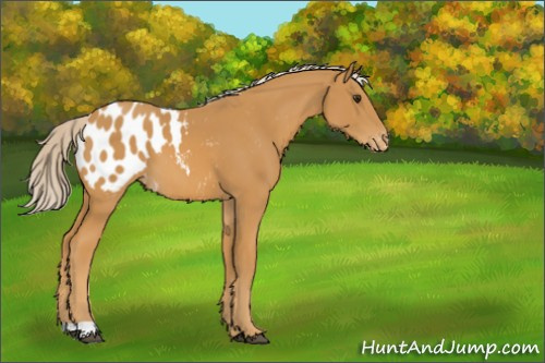 Horse Color:Palomino Appaloosa 