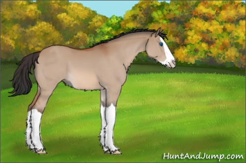 Horse Color:Bay Dun Splash 