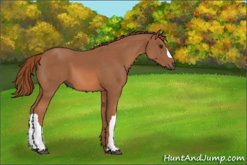 Horse Color:Chestnut 