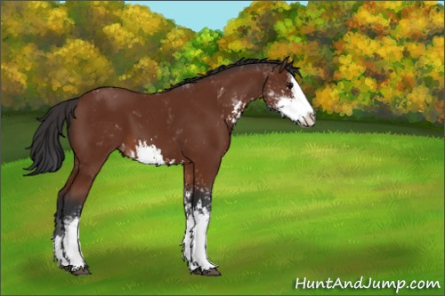 Horse Color:Bay Sabino Splash Appaloosa 