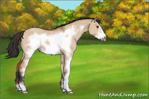 Horse Color:Bay Dun Sabino Frame 