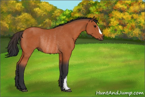 Horse Color:Bay Rabicano 