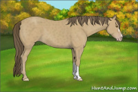 Horse Color:Classic Cream Champagne 