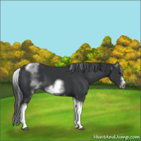 Horse Color:White Spotted Black Splash Tobiano Frame 