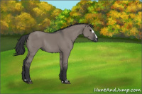 Horse Color:Grullo Sabino Rabicano 