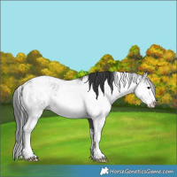 Horse Color:Grullo Sabino Rabicano 
