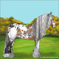 Horse Color:White Spotted Brown Dun  and White Spotted Liver Chestnut Sabino Appaloosa 